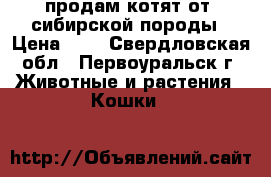 продам котят от  сибирской породы › Цена ­ 5 - Свердловская обл., Первоуральск г. Животные и растения » Кошки   